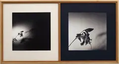 Robert Mapplethorpe, Double Tiger Lily, 1977, Unique work, comprising two gelatin silver prints in artist's original silk overmats and frame