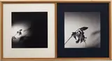 Robert Mapplethorpe, Double Tiger Lily