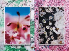 Mika Ninagawa, earthly flowers, heavenly colors, executed 2018, Unique installation, comprising two chromogenic prints and two wall vinyl