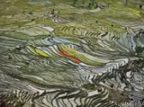 Edward Burtynsky, Rice Terraces #2, Western Yunnan Province, China