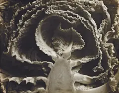 Kale–Halved by Edward Weston, 1930, Gelatin silver print, likely printed no later than 1932, sold May 2018