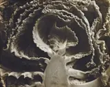 Edward Weston, Kale–Halved