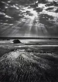 Sebastião Salgado, Herd of Buffalo, Kafue National Park, Zambia
