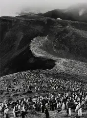 Chinstrap Penguins (Pygoscelis Antarctica), Deception Island, Antarctica by Sebastião Salgado, 2005, Gelatin silver print, sold May 2018
