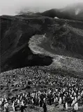 Chinstrap Penguins (Pygoscelis Antarctica), Deception Island, Antarctica by Sebastião Salgado, 2005, Gelatin silver print, sold May 2018