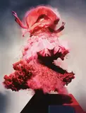 Nick Knight, Lily, 2008, Hand-coated pigment print, flush-mounted