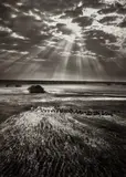 Sebastião Salgado, Herd of Buffalo, Kafue National Park, Zambia