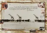 Peter Beard, Giraffes in Mirage on the Taru Desert Kenya for the End of the Game/Last Word from Paradise