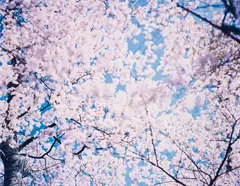 Risaku Suzuki, Untitled (N-22), 2002, Chromogenic print, flush-mounted