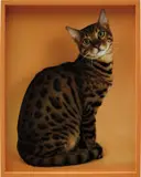 Elad Lassry, Bengal, 2011, C-print in artist's frame