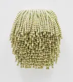 Paola Pivi, Untitled (pearls), 2003, Crisoprasio pearls attached to a wooden canvas backing board