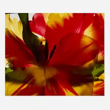 Carol Henry, Red, Yellow, Green, 2000, Florachrome monoprint