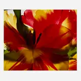 Carol Henry, Red, Yellow, Green, 2000, Florachrome monoprint