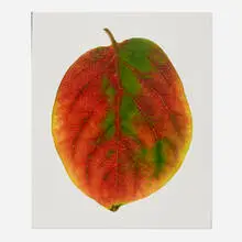Carol Henry, Persimmon, 1995, Florachrome monoprint