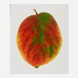 Carol Henry, Persimmon, 1995, Florachrome monoprint