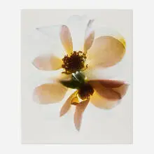 Carol Henry, White Roses, 2000, Florachrome monoprint