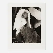 Imogen Cunningham, Davidia, carbon print