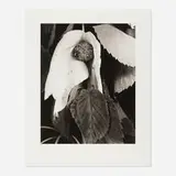 Imogen Cunningham, Davidia, carbon print