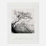 Temple Trees, Nara, Honshu, Japan by Michael Kenna, sepia toned gelatin silver print, sold Nov 2025