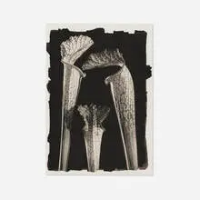 Tom Ferguson, Cobra Lillies, 1993, platinum palladium print