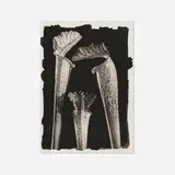 Tom Ferguson, Cobra Lillies, 1993, platinum palladium print