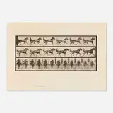 Eadweard Muybridge, Plate 594 (from the Animal Locomotion series), 1887, vintage collotype