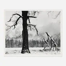 John Sexton, Black Oak, Fallen Branches, Yosemite National Park, Colorado, gelatin silver print