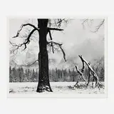 John Sexton, Black Oak, Fallen Branches, Yosemite National Park, Colorado, gelatin silver print