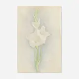 Joseph Stella, White Gladiolus, c. 1920, silverpoint and crayon on paper