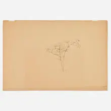John Frederick Kensett, Untitled (Sketch of Tree), graphite on paper (double-sided)