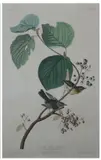 John James Audubon, Pine Swamp Warbler, Hand-colored engraving