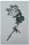 John James Audubon, Yellow-throated Vireo, Hand-colored engraving