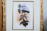 Continental School, GOULD HUMMINGBIRDS, color print