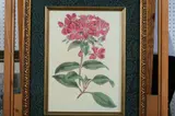 Continental School, PINK BOTANICAL, color print