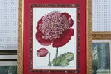 Continental School, DE PASSÉ PEONIES, color print