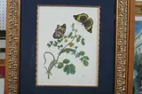 Continental School, BOTANICAL, color print