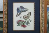 Continental School, BUTTERFLY AND INSECT, color print