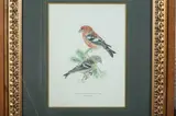 F. Wright, SVENSKA FAGLAR, color print, SVENSKA FAGLAR, color print