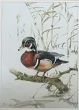 Edwin Penny, Wood Duck on Branch, Watercolor