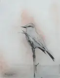 Claudio Bravo, Bird on a Branch, Graphite and pastel on paper