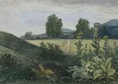 Henry Hitchings, Wildflowers in the Country, Watercolor