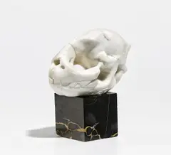 Michael Schoenholtz, Kleiner Schädel, 1975, Marmor