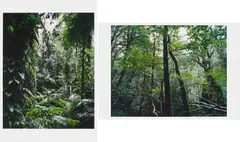 Aus: Paradies by Thomas Struth, 2004, Konvolut von 2 pigmentierten Tintenstrahldrucken, sold Jul 2020