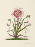 Aus: Surrealistic Flowers by Salvador Dalí, Sechs Kaltnadelradierung über farbig gemalter Heilogravur auf ARCHES FRANCE (Wasserzeichen), sold Jun 2020
