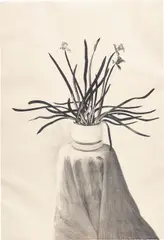 Potted Daffodils by David Hockney, 1980, Lithograph, on BFK Rives paper, the full sheet, sold Jun 2017