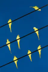 Tokyo Parrots 023 by Yoshinori Mizutani, 2013, Archival pigment print, flush-mounted, sold May 2017