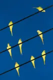 Tokyo Parrots 023 by Yoshinori Mizutani, 2013, Archival pigment print, flush-mounted, sold May 2017
