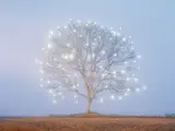 Lee Jeonglok, Tree of Life #1, 2007, Chromogenic print, flush-mounted