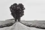 Brie, France by Henri Cartier-Bresson, 1968, Gelatin silver print, printed later, sold May 2017