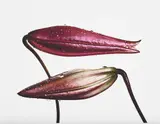Imperial Pink Bud (top), Imperial Gold Bud (bottom), New York by Irving Penn, 1971, Pigment print, printed 2007, flush-mounted, sold May 2017